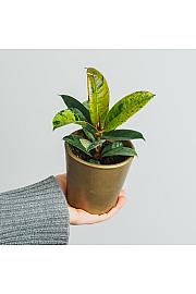 Fikus Shivereana variegata