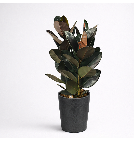 Ficus elastica Abidjan; Ø27 cm; Ø85 cm