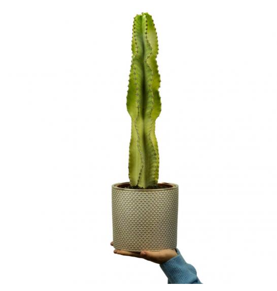 Euphorbia ingens Variegata Marmorata; o17