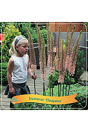 Stepska lilija Cleopatra