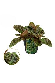 Episcia 'Shimmer'
