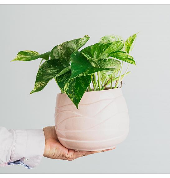 Epipremnum Pin. Marble Queen; 12 cm