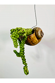 Dischidia nummularia - polžek