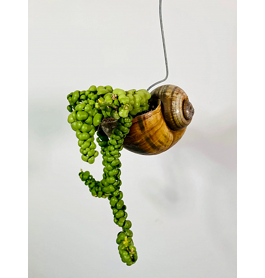 Dischidia nummularia - polžek