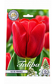 Čebulice tulipana 'Triumph Ile de France'