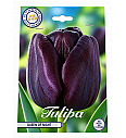 Čebulice tulipana 'Single Late Queen of Night'