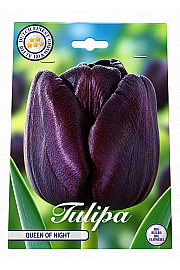Čebulice tulipana 'Single Late Queen of Night'