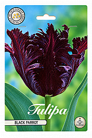 Čebulice tulipana ' Black Parrot'