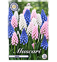Čebulice 'Muscari Mixed'