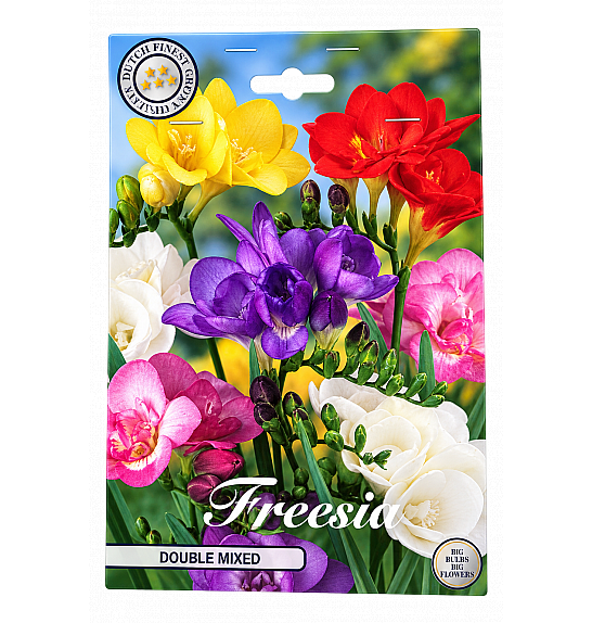 Freesia Double Mixed x15; 5/6