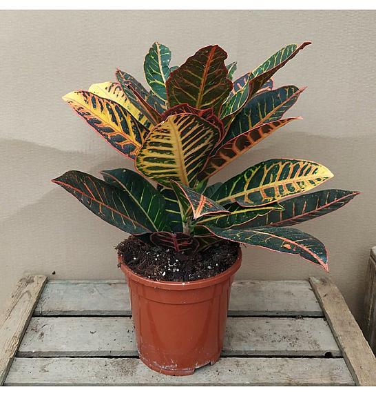 Croton; Ø17 cm