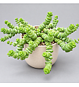 Sukulenta Worm Plant