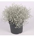 Calocephalus brownii Silver