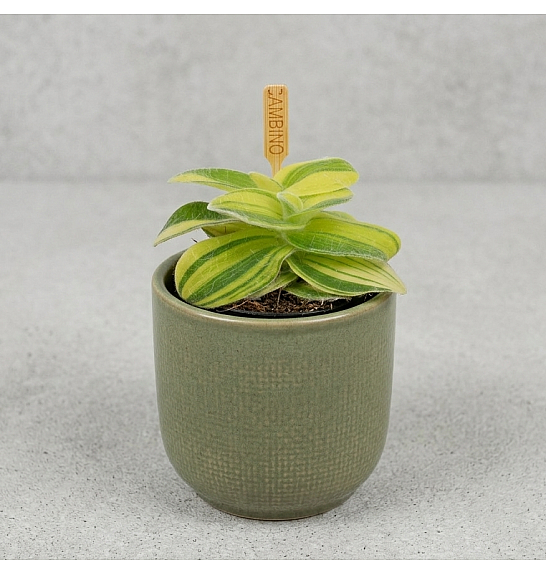 Tradescantia Sillamontana; Ø6 cm