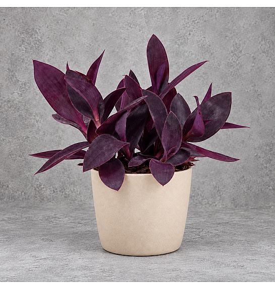 Tradescantia palida; Ø12 cm