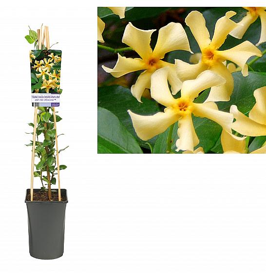 Trachelospermum jasminoides Star of Toscane PBR C2,5 Lit. 75 cm