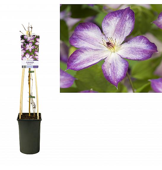 Clematis hybrid Pernille PBR C2,5 Lit. 75 cm