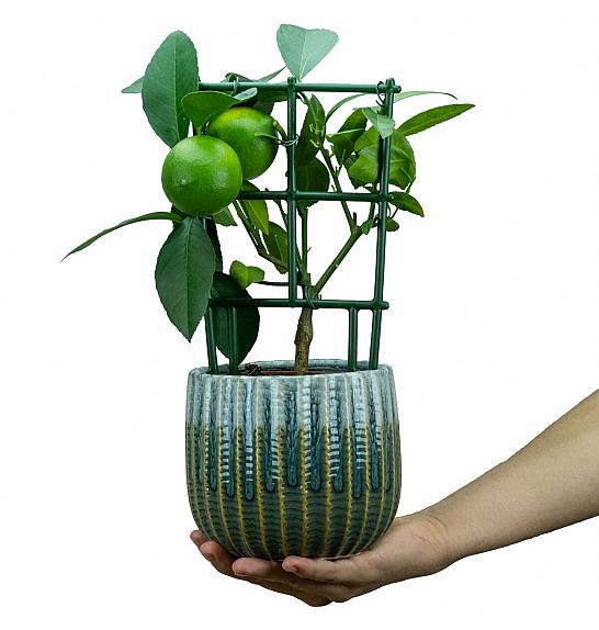 Citrus meyeri Meyer; Ø14 cm