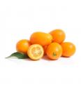 Citrus Kumquat - S