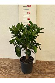Limeta