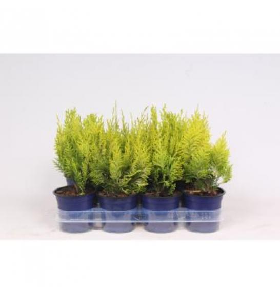 Chamaecyparis lawsoniana Ivonne Ø11 10-15 cm