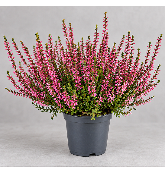 Calluna Marlies; Ø9 cm