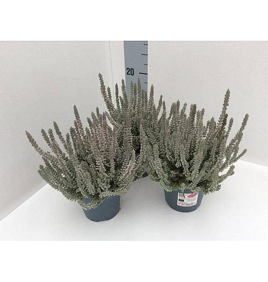 Calluna Garden Girls Fluffy; Ø11 cm