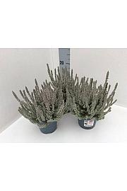 Calluna Garden Girls Fluffy