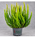 Calluna Beauty Ladies Skyline