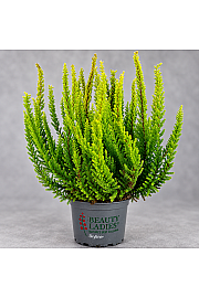 Calluna Beauty Ladies Skyline