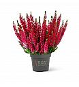 Calluna Beauty Ladies rdeča