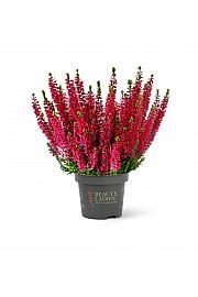 Calluna Beauty Ladies rdeča