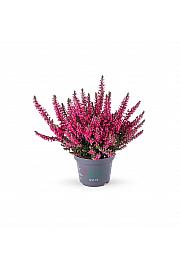 Calluna Beauty Ladies rdeča