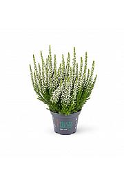 Calluna Beauty Ladies Bela