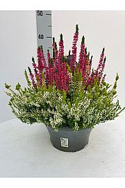 Calluna Beauty Ladies Colour Crown