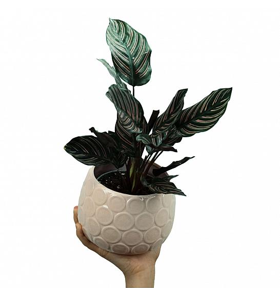 Calathea Ornata; Ø12 cm