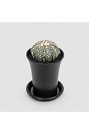 Kaktus Asterias