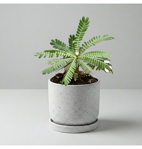 Biophytum sensitivum; 09cm