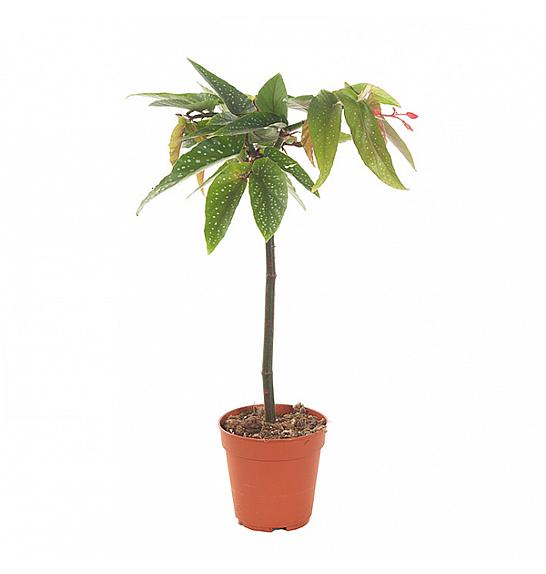 Begonia Tamaya; Ø9