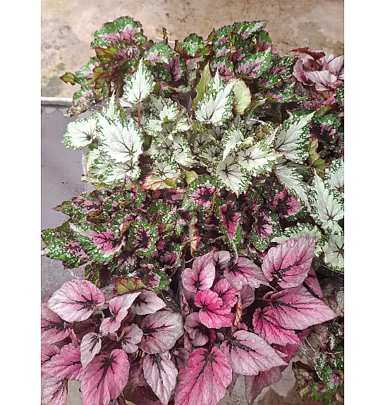 Begonia Rex; Ø12 cm