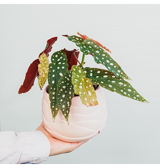 BEGONIA MACULATA; Ø12