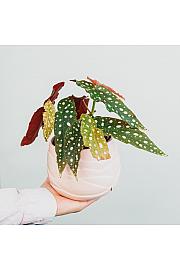 Begonija Maculata