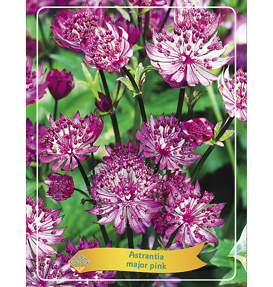 Astrantia major pink Ø11