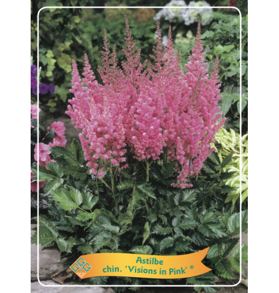 Astilbe chinensis Visions in Pink ® Ø 11