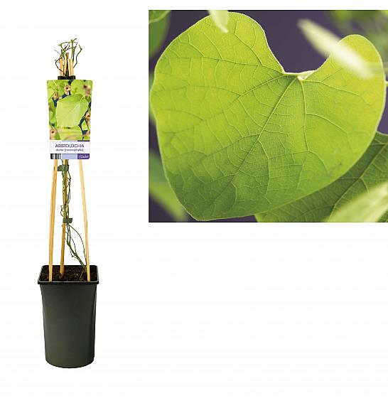 Aristolochia durior (macrophylla) C2,5 Lit. 75 cm