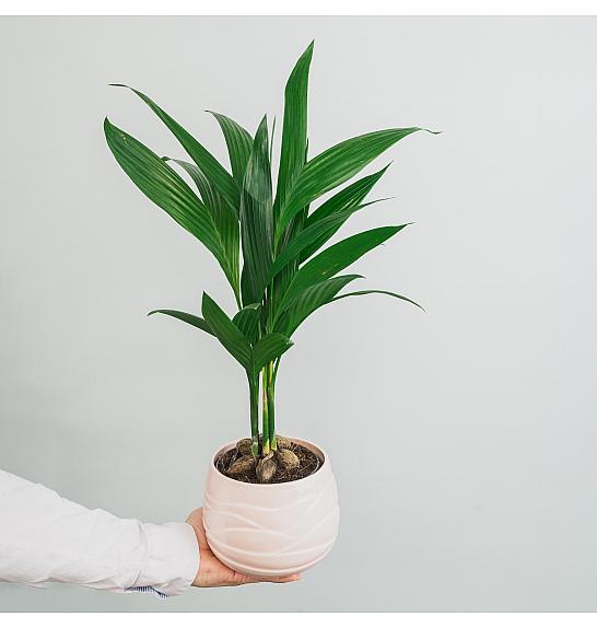 Areca catechu ; Ø12 cm