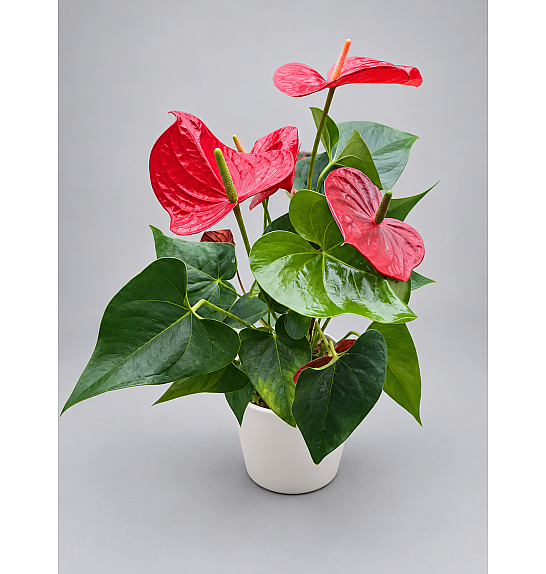 Anthurium andr. Ø17 Red
