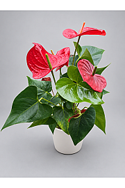Flamingovec - L