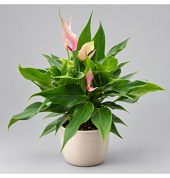 Anthurium andr. Ø12 Mix