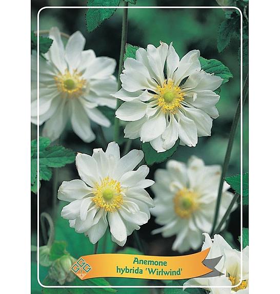 Anemone hybrida Whirlwind Ø11